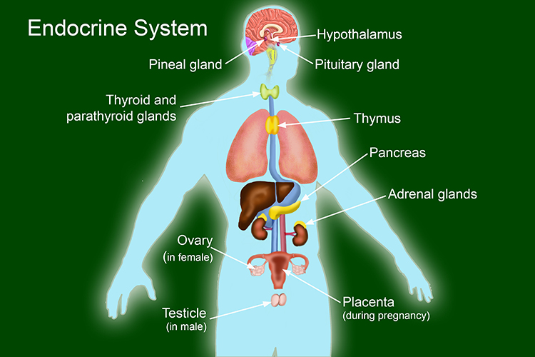 Image showing the endocrine system that changes the body through chemicals in response with the nervous system
